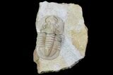 Niobella Lindstroemi Trilobite - Rare Species #78543-1